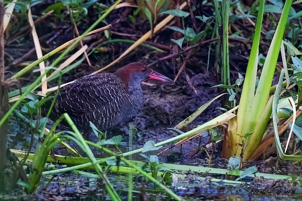 Slaty-breasted Rail